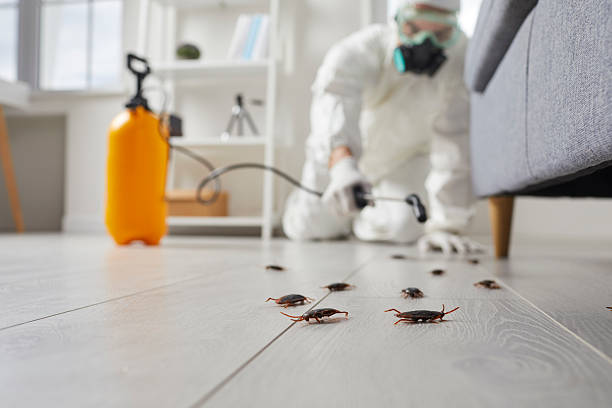 Commercial Rodent Management in Indian Head Park